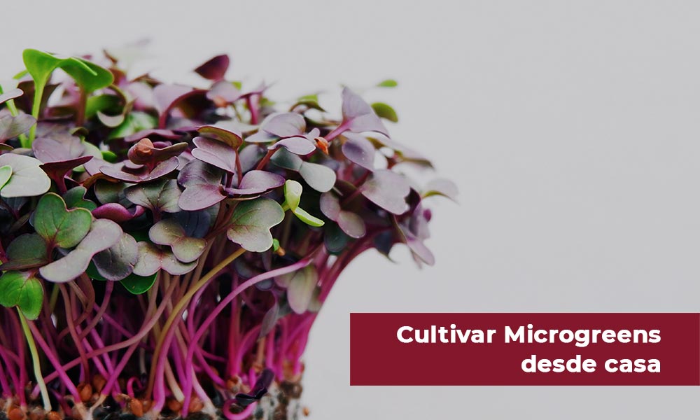 Cultivar Microgreens, as chaves para fazê-lo desde casa